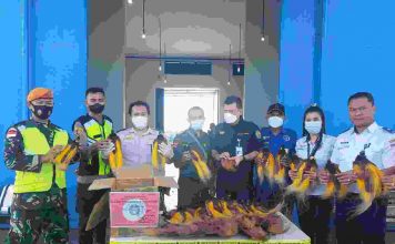 Kerjasama dengan AVSEC, Karantina Merauke Berhasil Gagalkan Pengiriman Awetan Burung Cenderawasih